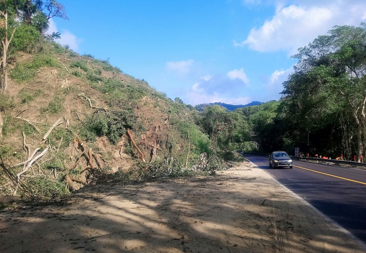 Indiscriminada tala de árboles en cerro del Guamúchil afectó vialidad en  carretera – NoticiasPV Nayarit