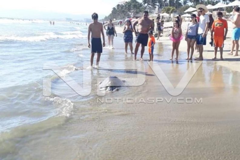 Seguridad Bahia de Banderas ·04