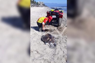 Seguridad Bahia de Banderas ·16