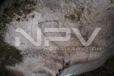 Seguridad Bahia de Banderas ·121