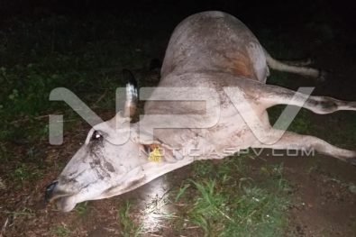 Seguridad Bahia de Banderas ·122