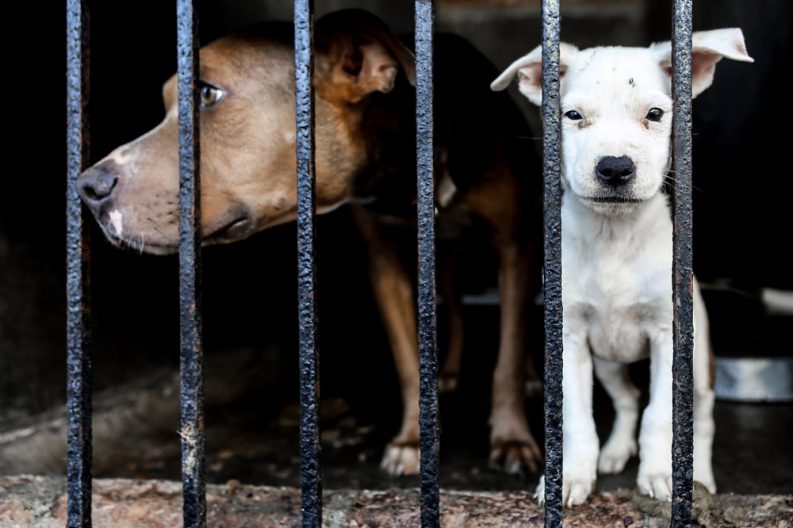 COMUNICADO 0795-Bienestar Animal (3)