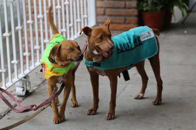 COMUNICADO 0795-Bienestar Animal (5)