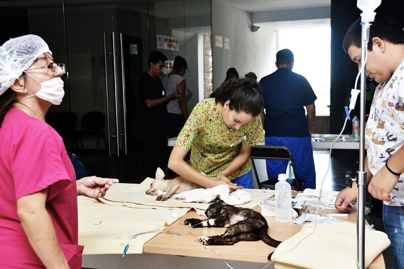 COMUNICADO 0795-Bienestar Animal (6)