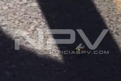 Seguridad Bahia de Banderas ·4452