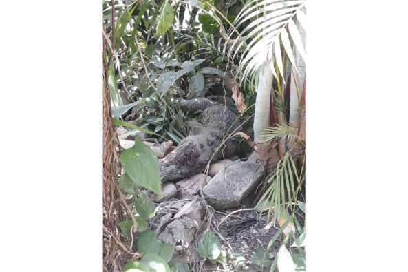 COMUNICADO 1418-Medio Ambiente-Cocodrilo (1)