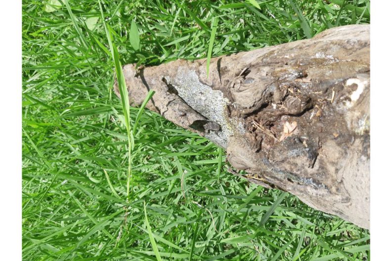 COMUNICADO 1418-Medio Ambiente-Cocodrilo (4)