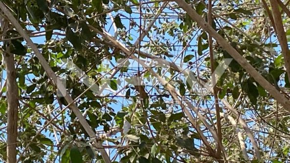 SEGURIDAD BAHIA 14981