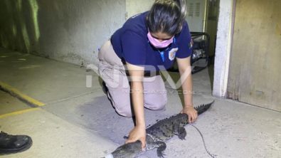 SEGURIDAD BAHIA 18467