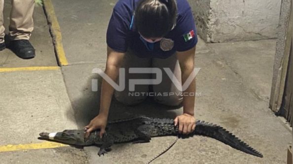 SEGURIDAD BAHIA 18469