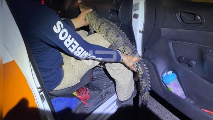 SEGURIDAD BAHIA 18472